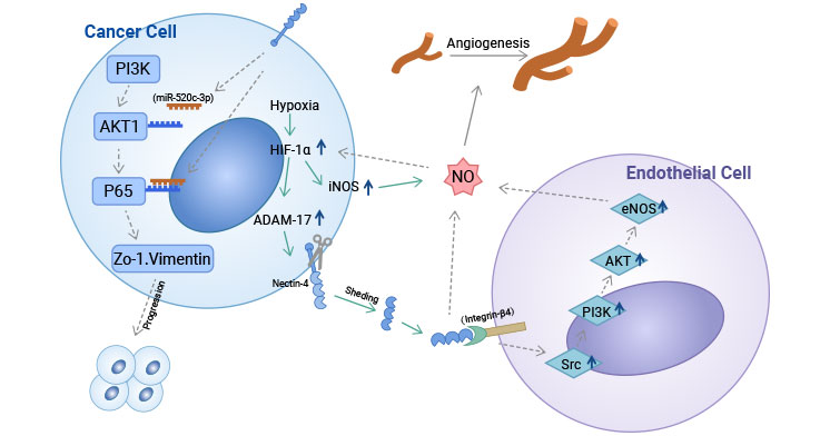 Nectin-4通過(guò)調(diào)控PI3K/AKT信號(hào)通路參與多種腫瘤進(jìn)程