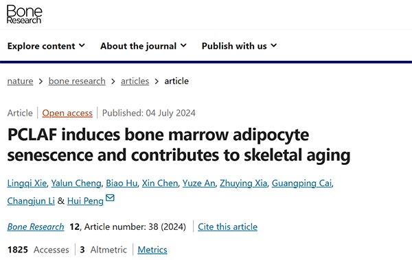 PCLAF induces bone marrow adipocyte senescence and contributes to skeletal aging