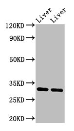 CSB-PA001913LA01BO