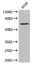 CSB-PA007923LA01HU