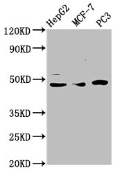 CSB-PA023363DSR2HU