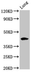 CSB-PA009077LA01HU