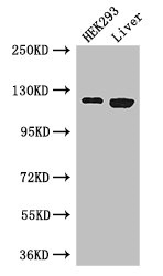 CSB-PA017712LA01HU