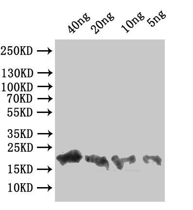 CSB-PA300755ZA01VAA