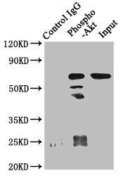 CSB-RA001553A473phHU-IP