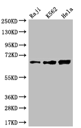 CSB-RA166177A0HU