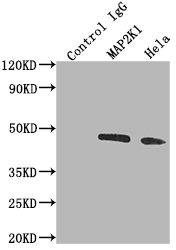 CSB-RA225579A0HU