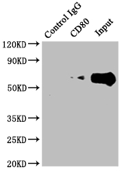 CSB-RA246383A0HU IP