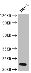 CSB-RA251959A0HU