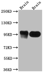 CSB-RA255792A0HU