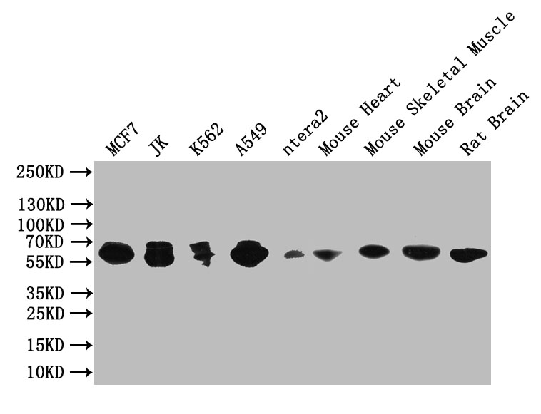 CSB-RA287160A0HU