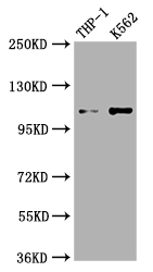 CSB-RA303909A0HU