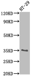 CSB-RA932207A0HU