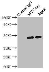 Myc標(biāo)簽單克隆抗體 (CSB-MA000041M0m)