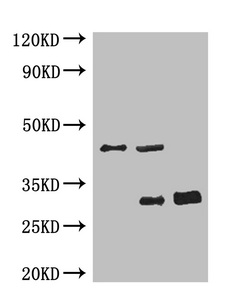 GFP單克隆抗體 (CSB-MA000051M0m)