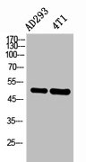 CSB-PA006108