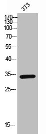 CSB-PA006292