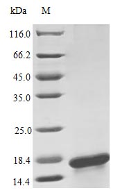 CSB-AP001841HU