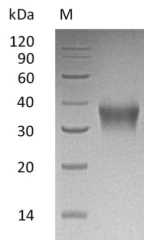 CSB-AP003571HU