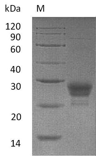 CSB-AP005261HU