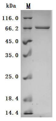 CSB-BP007205HUc7 SDS-PAGE