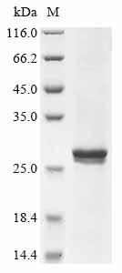 CSB-CF002611RA