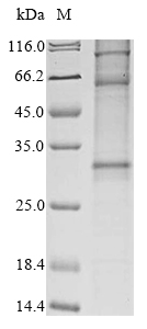 CSB-CF004928HU