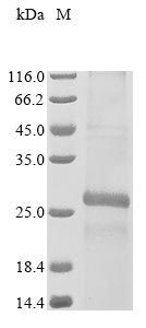 CSB-CF004969MO