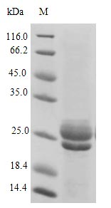 CSB-CF352724ENV-N SDS-page