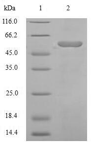 CSB-EP001463HU1