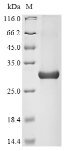 CSB-EP001481HU3