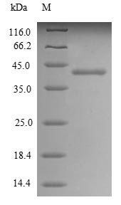 CSB-EP001632HU1 SDS