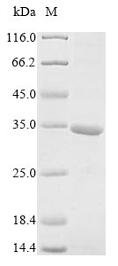 CSB-EP002058HU1