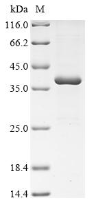 CSB-EP004895HU1