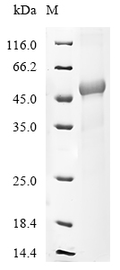 CSB-EP008543HU2