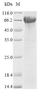 CSB-EP009289HU SDS