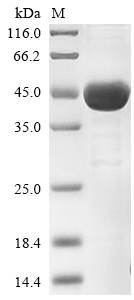 CSB-EP010989HU(A4)