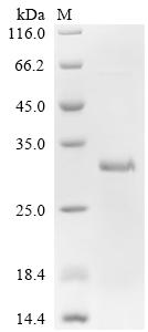 CSB-EP011661HU1 SDS