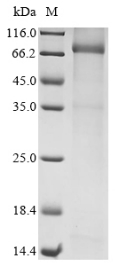 CSB-EP013510HU