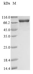 CSB-EP015299HU