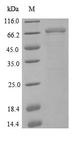 CSB-EP015511HU1