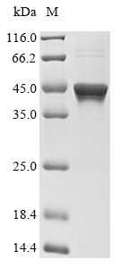 CSB-EP019024HU1