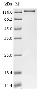 CSB-EP022812HU(A4)-B