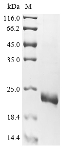 CSB-EP023129HU2 SDS