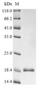 CSB-EP023451HU1