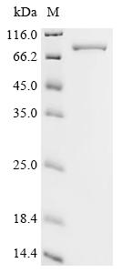 CSB-EP026303HU