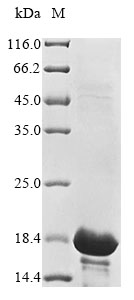 CSB-EP300755VAA1b0