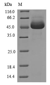 CSB-EP618785HU2