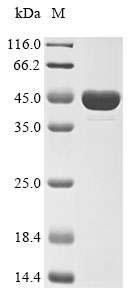 CSB-EP865113HU