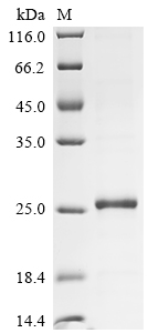 CSB-EP872537HU1